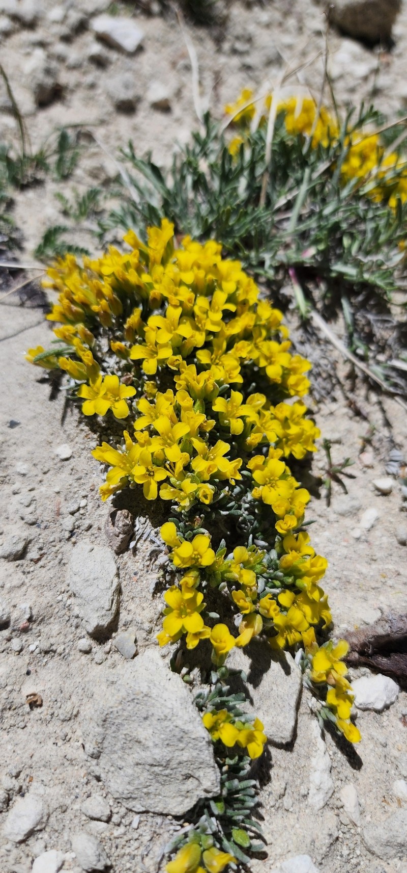 Tum Bladderpod photo 2