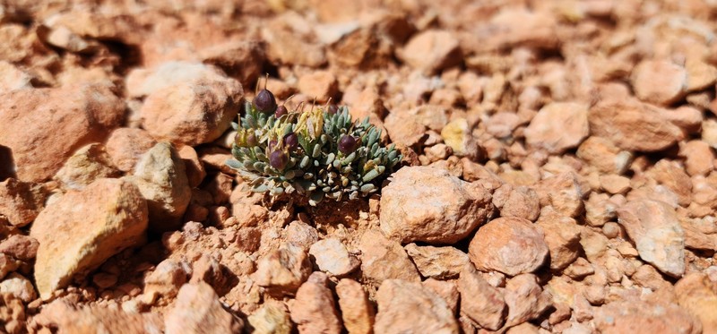 Tum Bladderpod photo 3