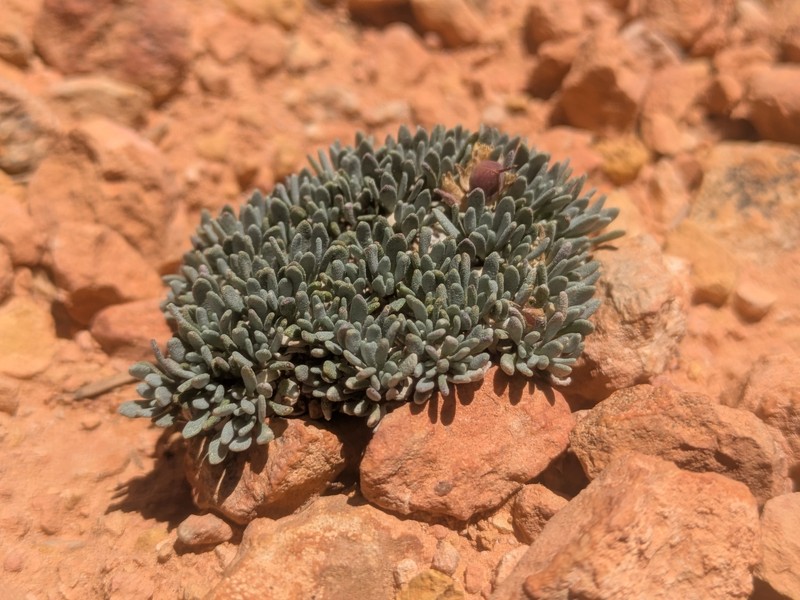 Tum Bladderpod photo 4