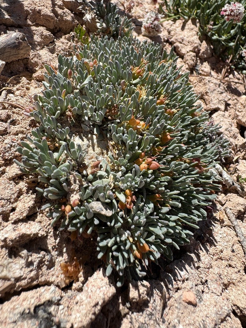 Tum Bladderpod photo 5