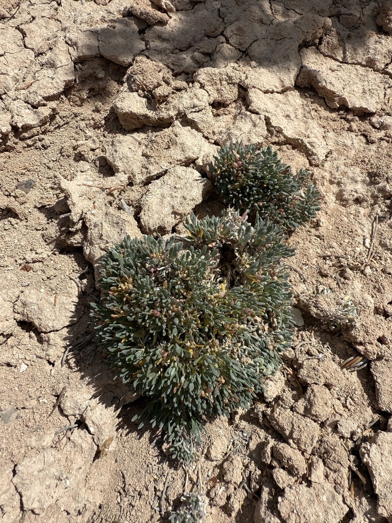 Tum Bladderpod photo 6