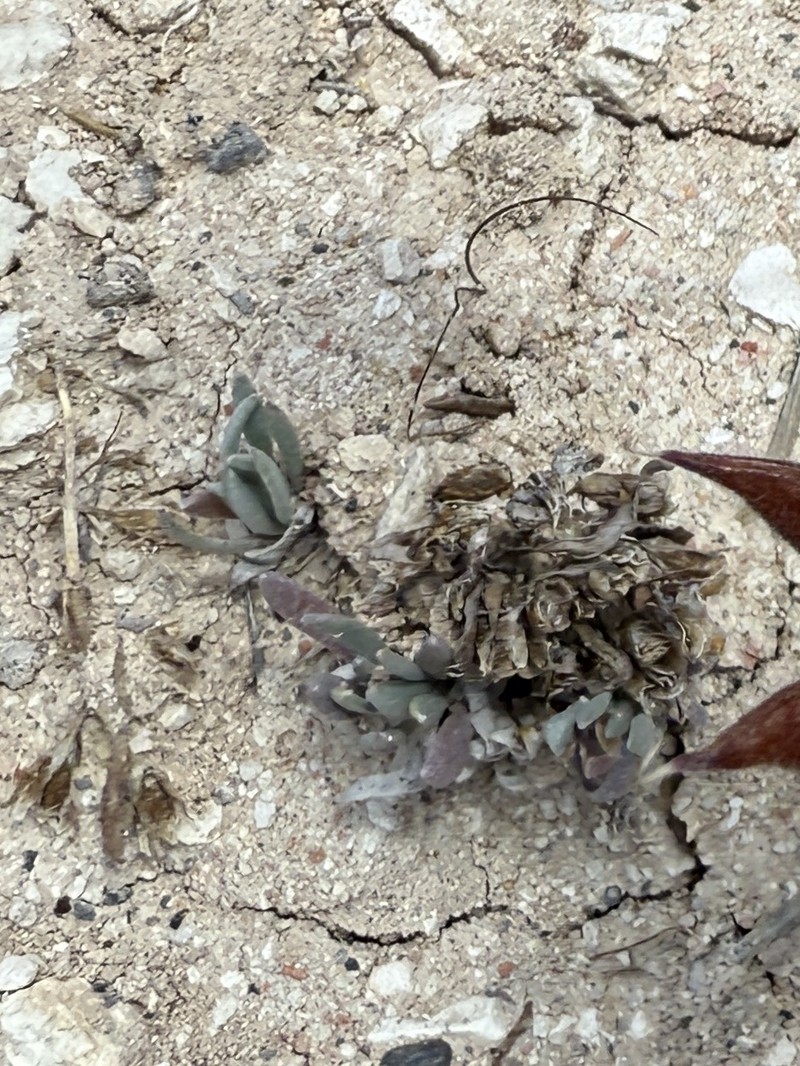 Tum Bladderpod photo 7