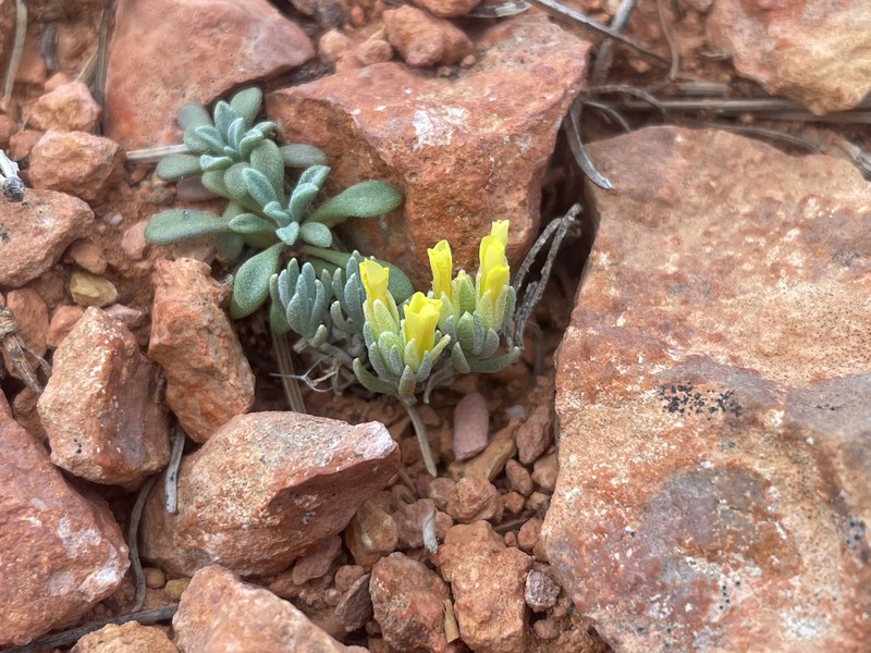 Tum Bladderpod photo 8