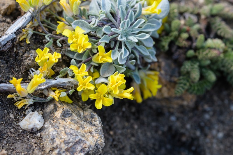 St. Marys Peak Bladderpod photo 4