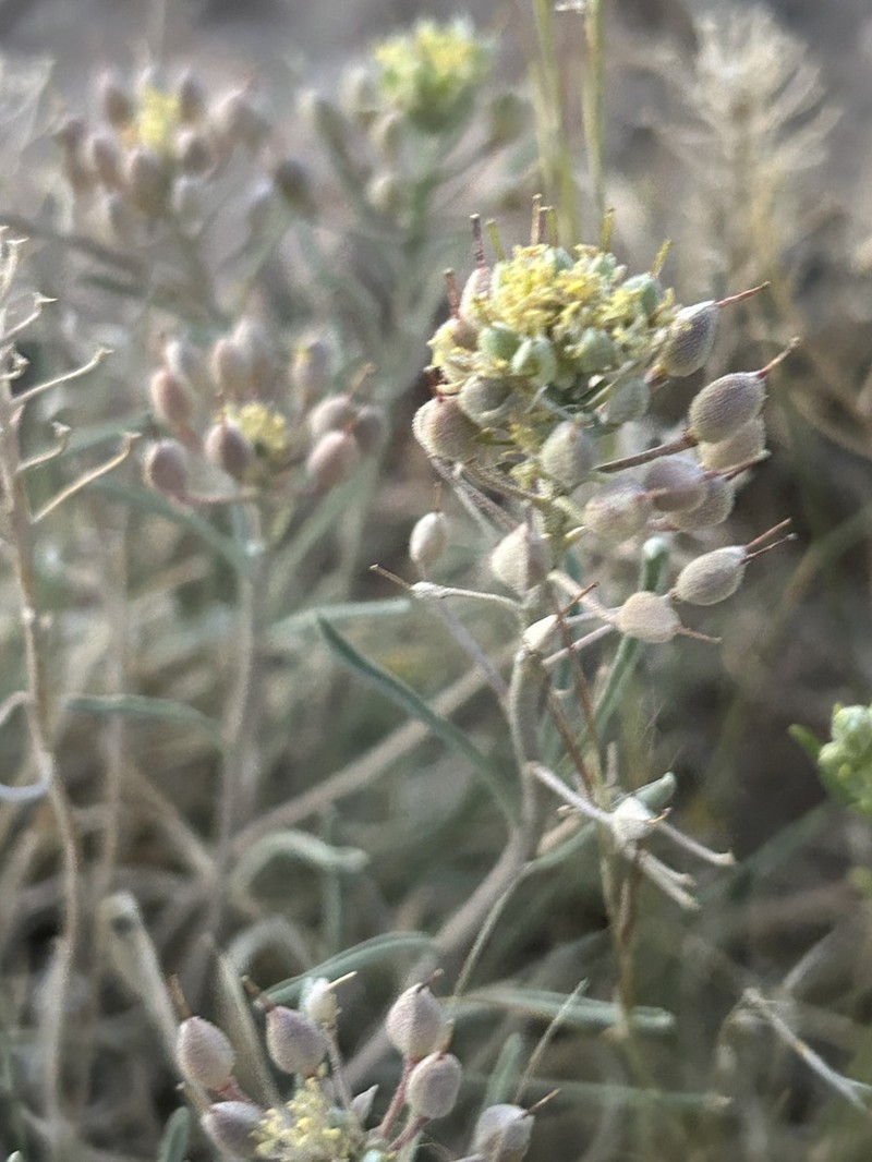 Mid Bladderpod