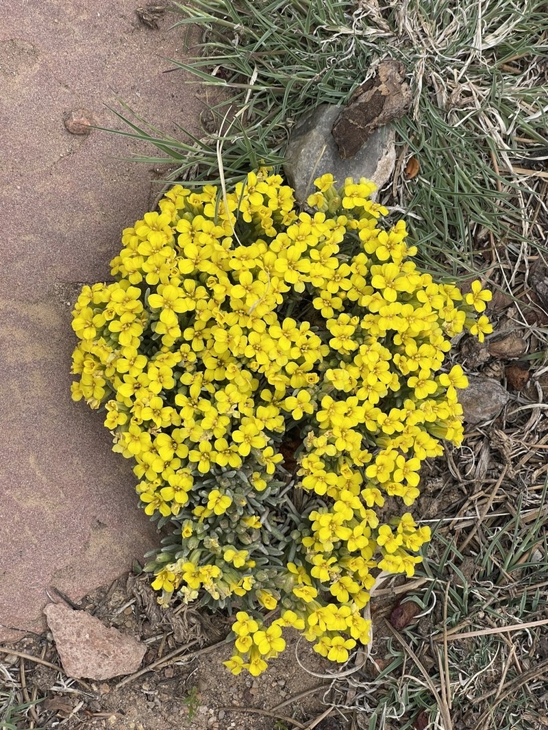 Mid Bladderpod photo 2