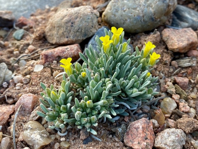 Mid Bladderpod photo 3