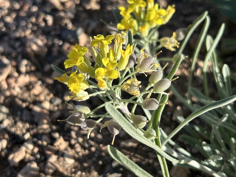 Mid Bladderpod photo 5