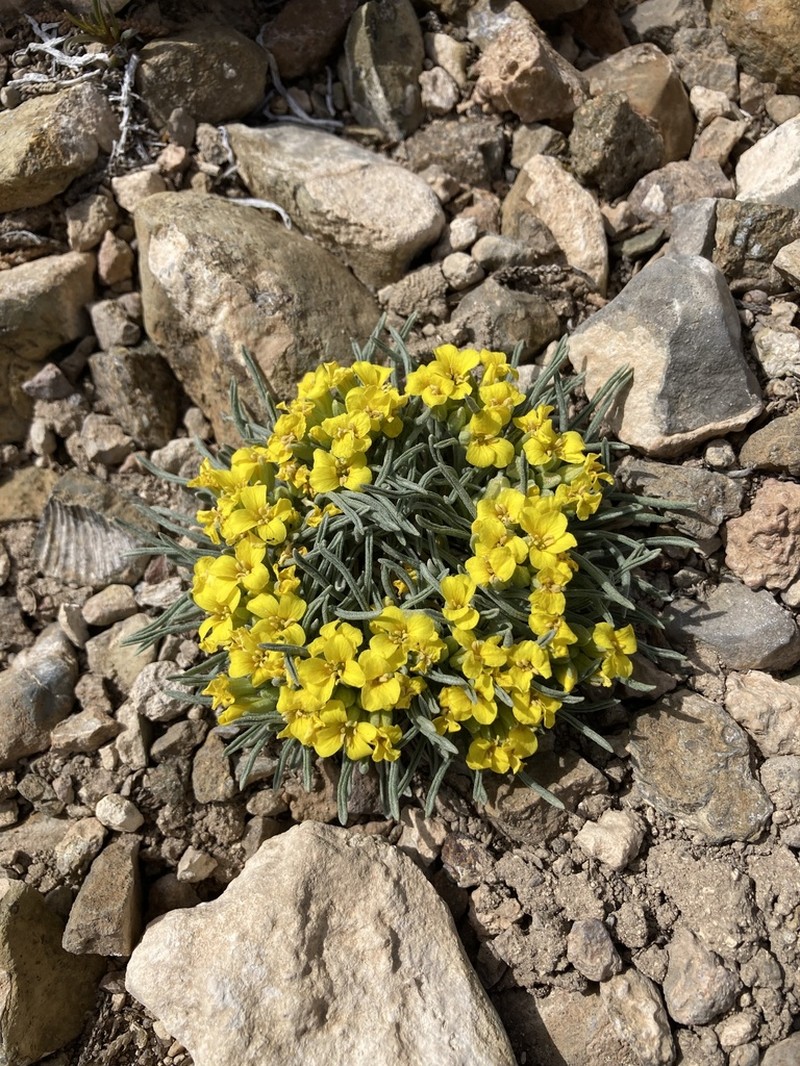 Mid Bladderpod photo 6