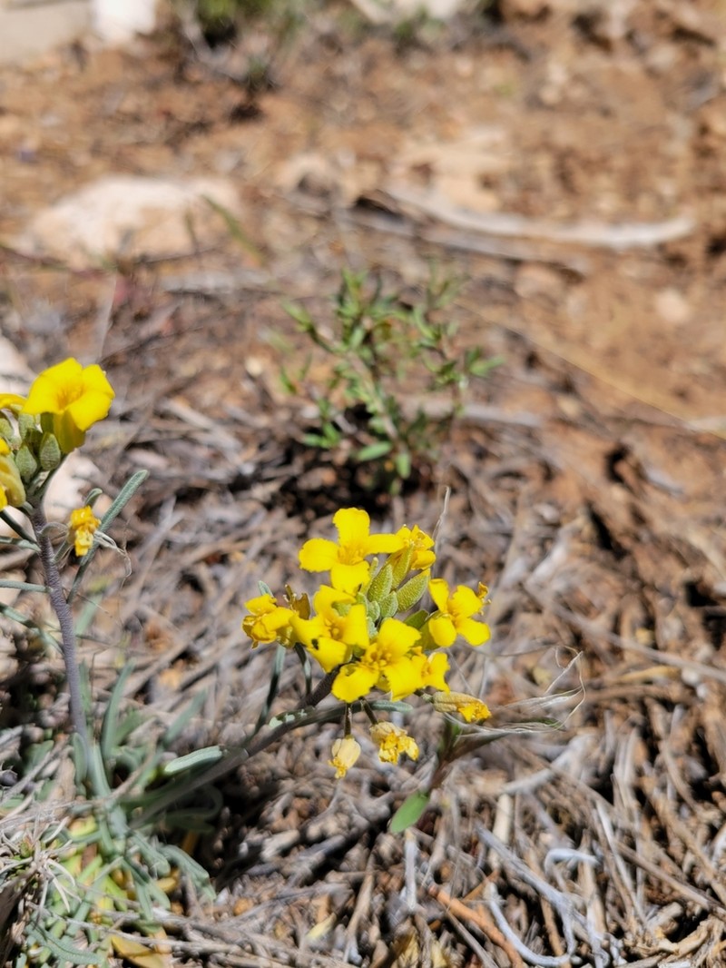 Mid Bladderpod photo 7