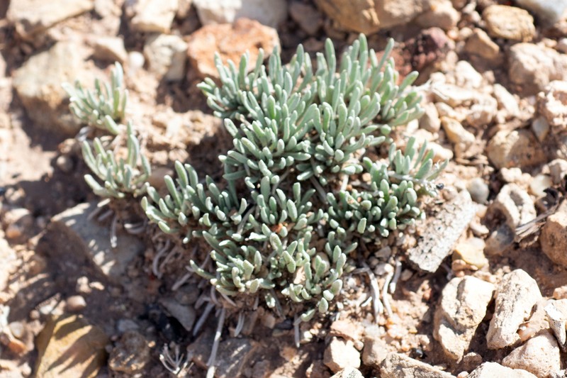 Mid Bladderpod photo 8