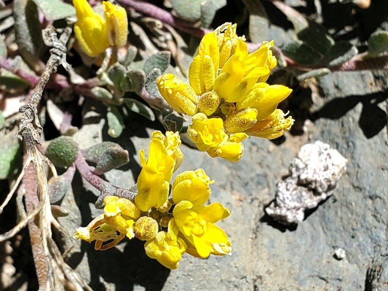 Physaria kingii