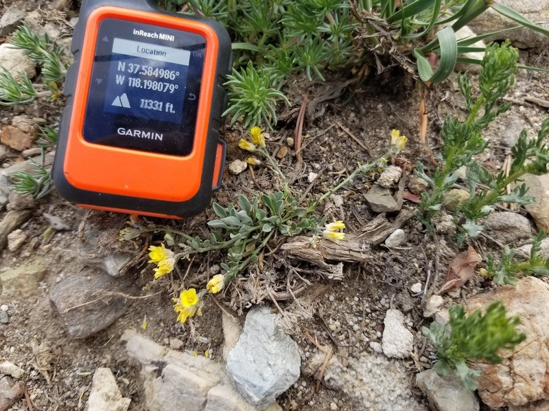 Physaria kingii photo 2