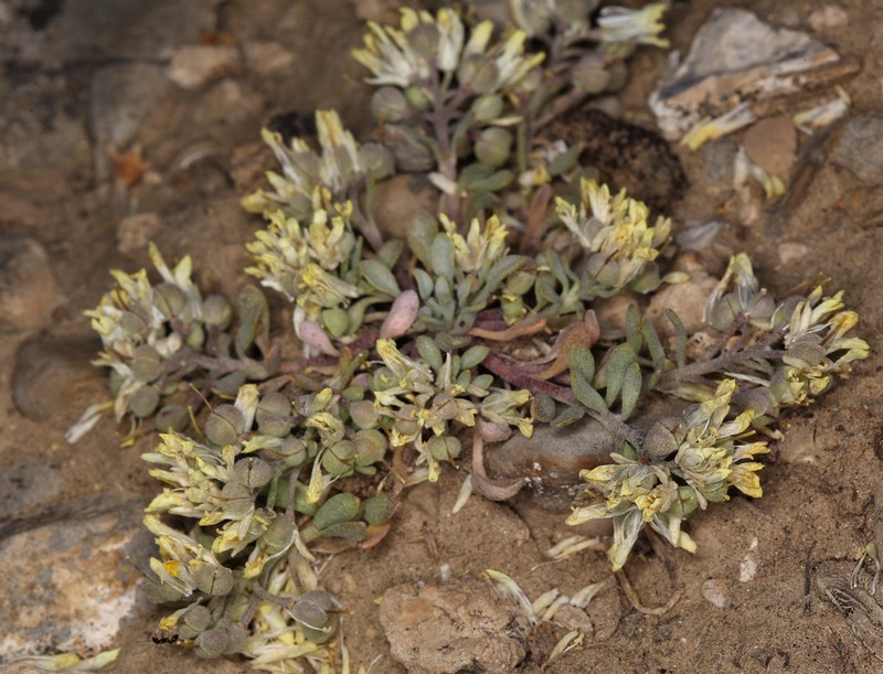 Physaria kingii photo 3
