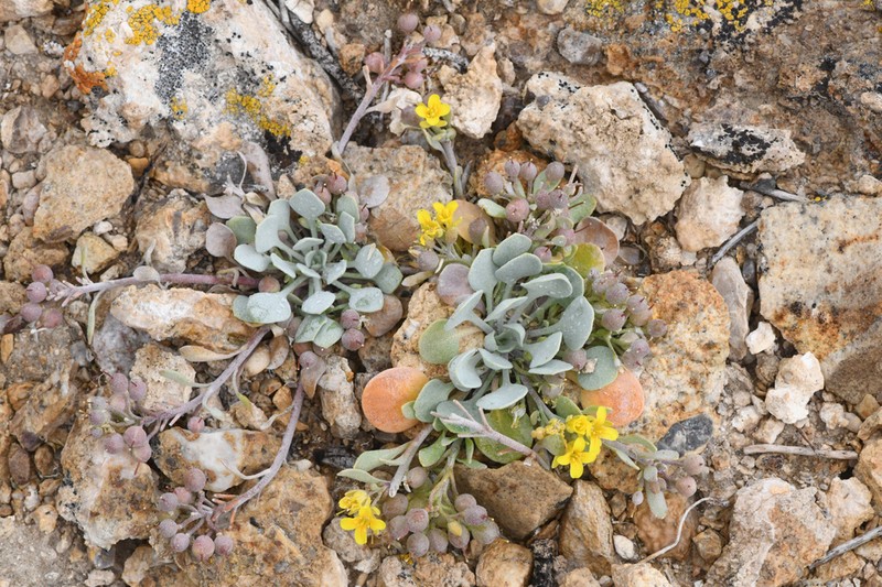 Physaria kingii photo 5