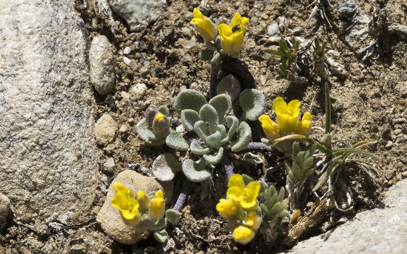 Physaria kingii photo 6