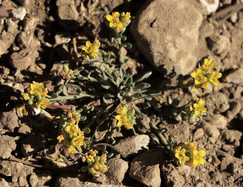 Physaria kingii photo 7