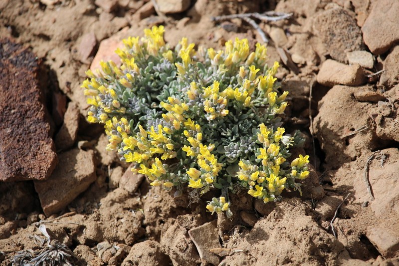 Physaria kingii photo 8