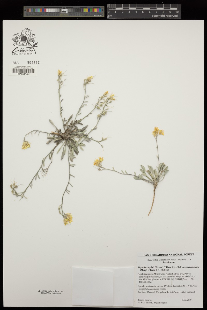 Physaria kingii subsp. bernardina