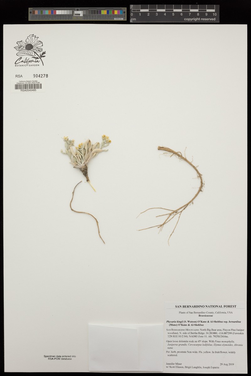 Physaria kingii subsp. bernardina photo 2