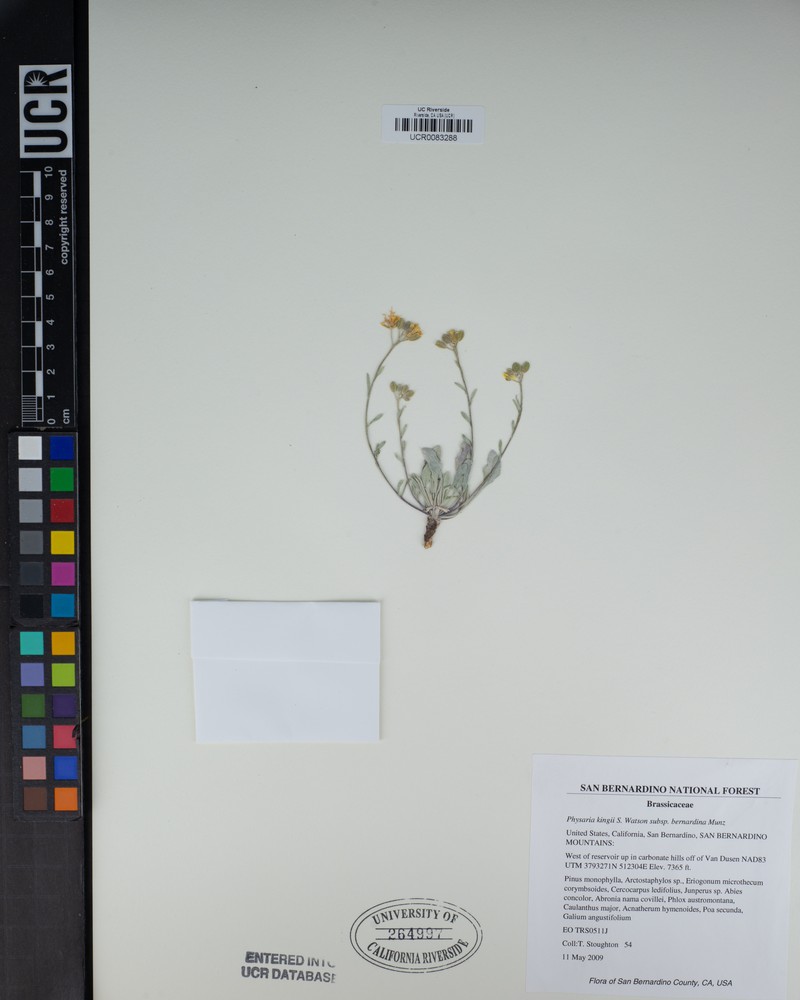 Physaria kingii subsp. bernardina photo 3