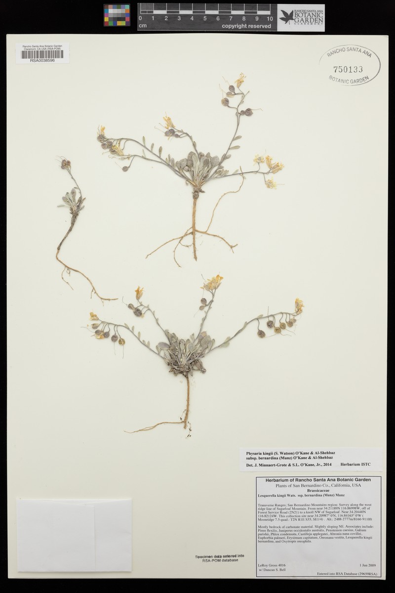 Physaria kingii subsp. bernardina photo 4