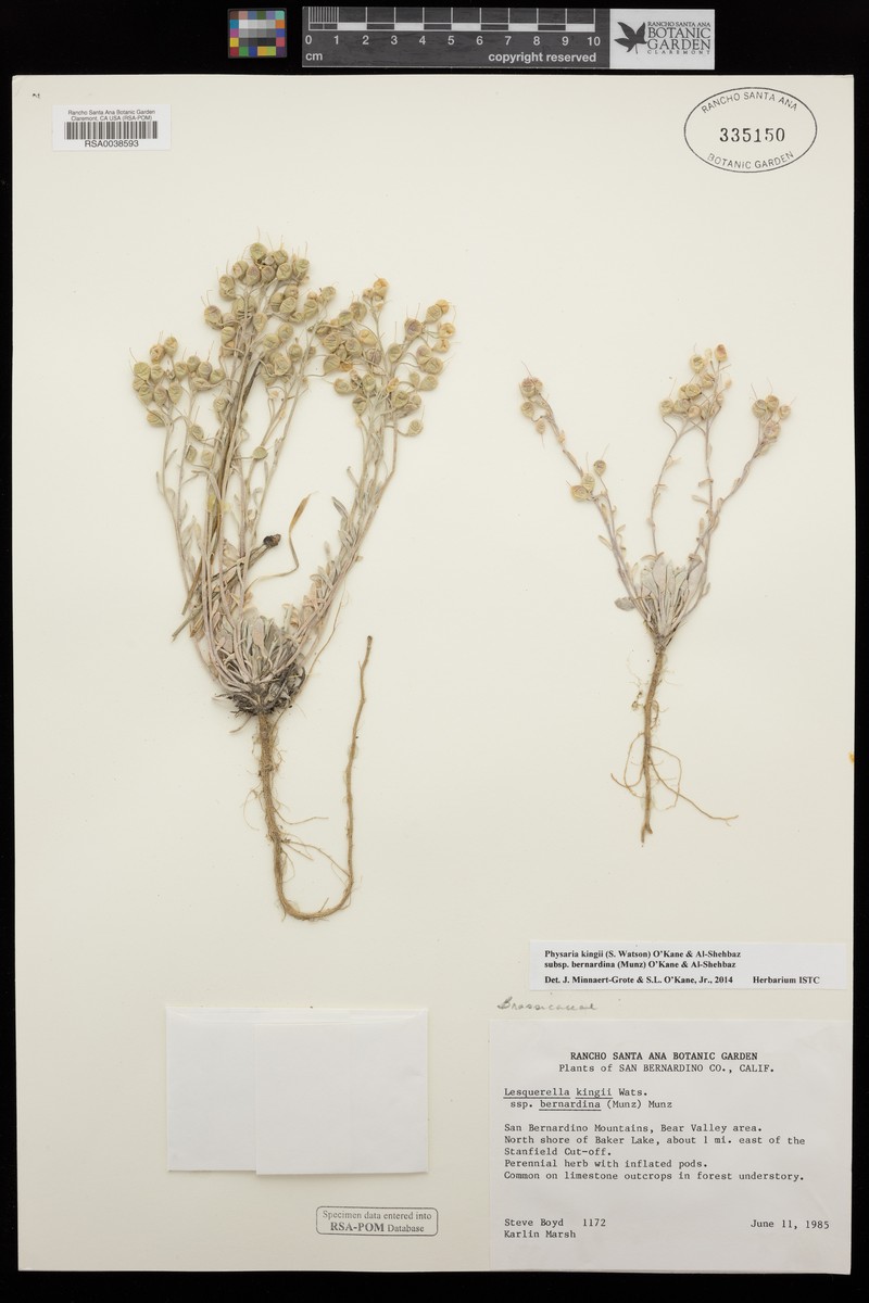 Physaria kingii subsp. bernardina photo 6