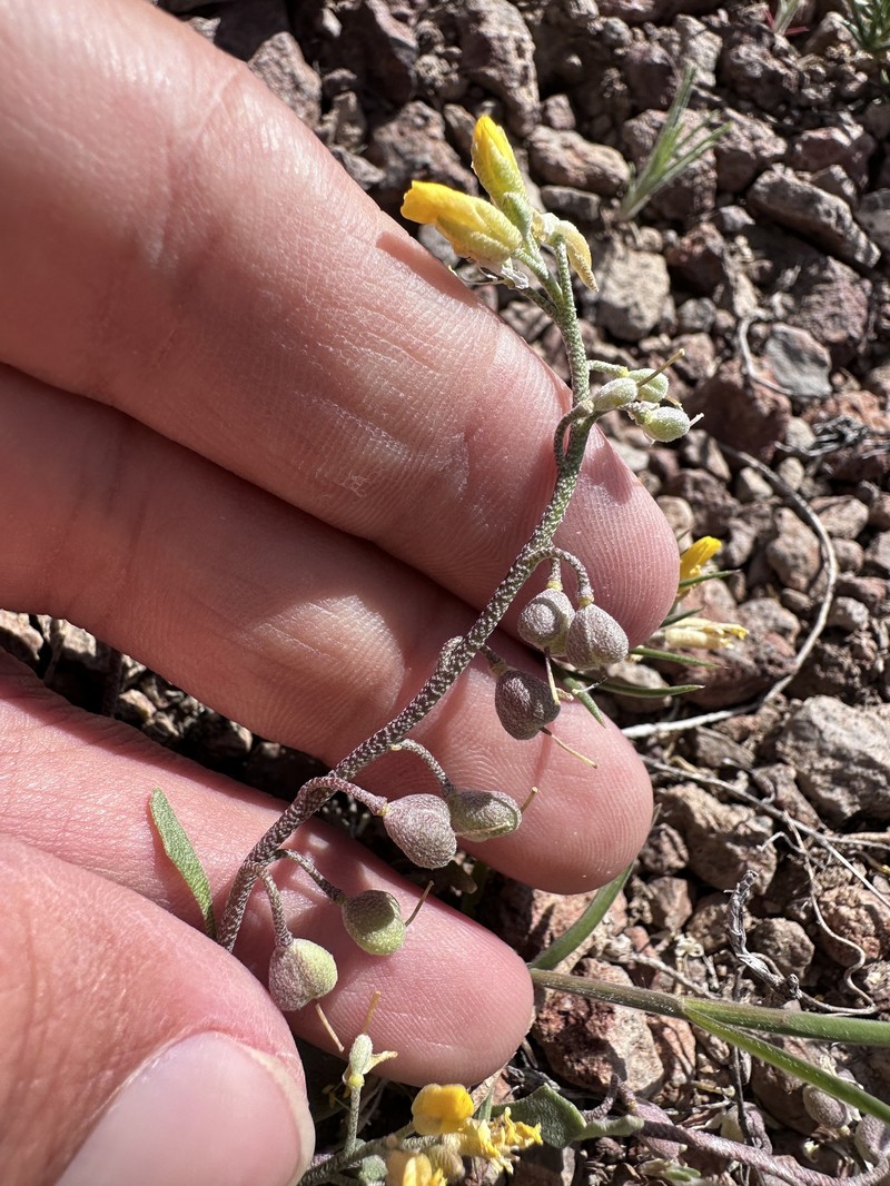 Physaria kingii subsp. cobrensis