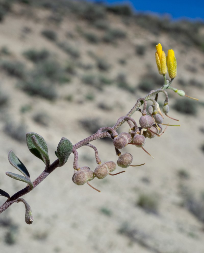 Physaria kingii subsp. cobrensis photo 2