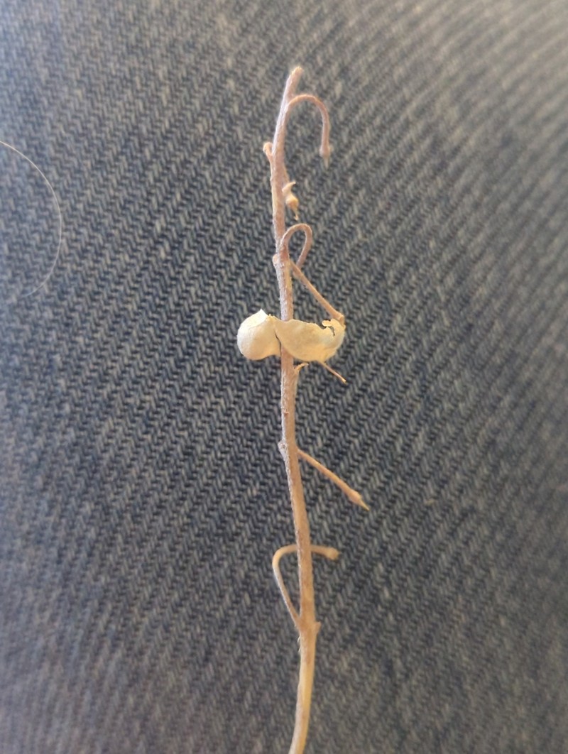 Physaria kingii subsp. cobrensis photo 4
