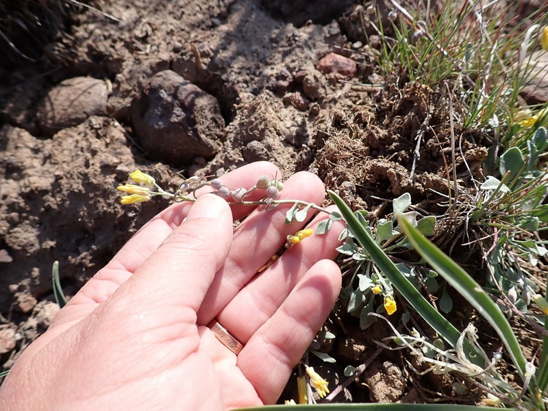 Physaria kingii subsp. cobrensis photo 5