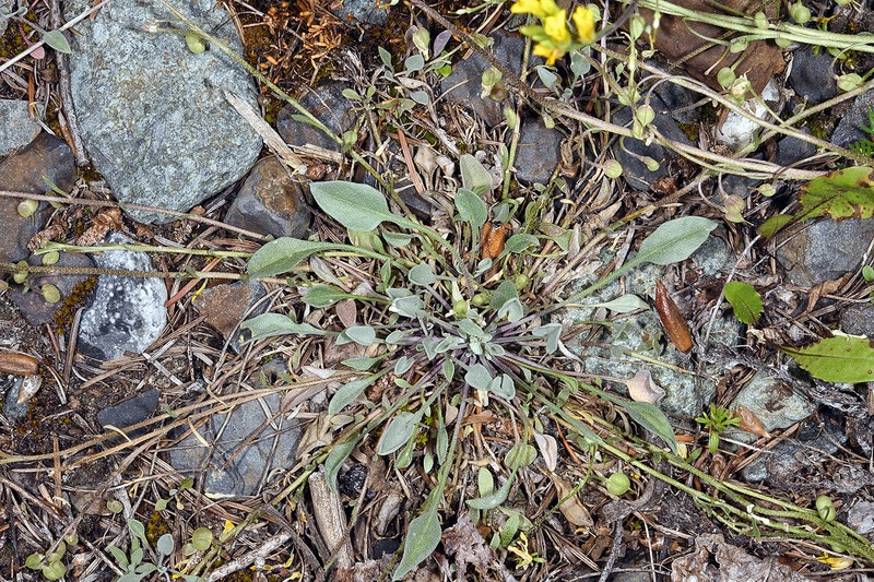 Physaria kingii subsp. diversifolia