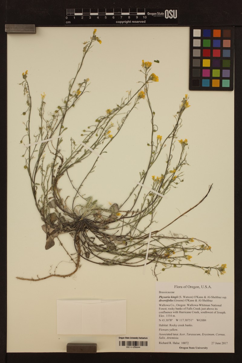 Physaria kingii subsp. diversifolia photo 2