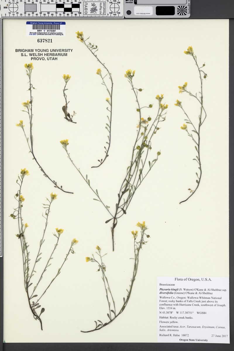 Physaria kingii subsp. diversifolia photo 3