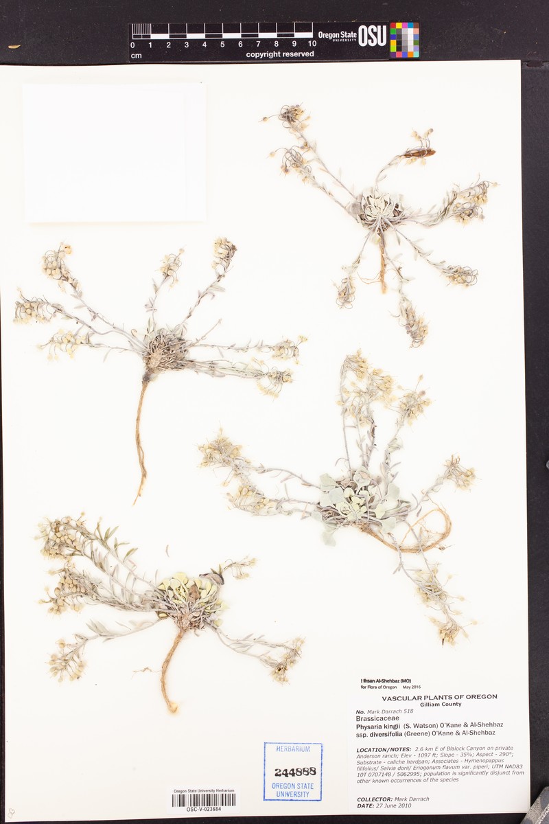 Physaria kingii subsp. diversifolia photo 4