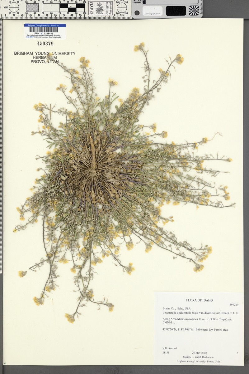 Physaria kingii subsp. diversifolia photo 5