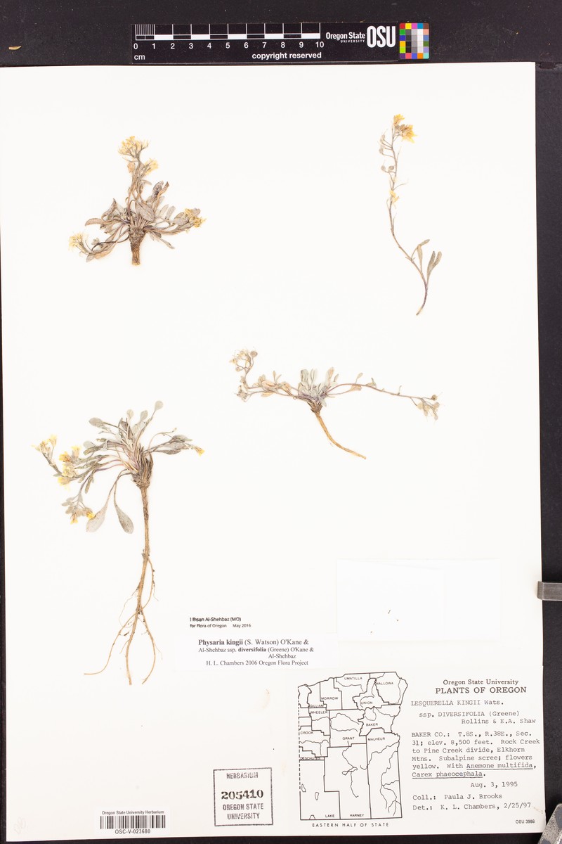 Physaria kingii subsp. diversifolia photo 6