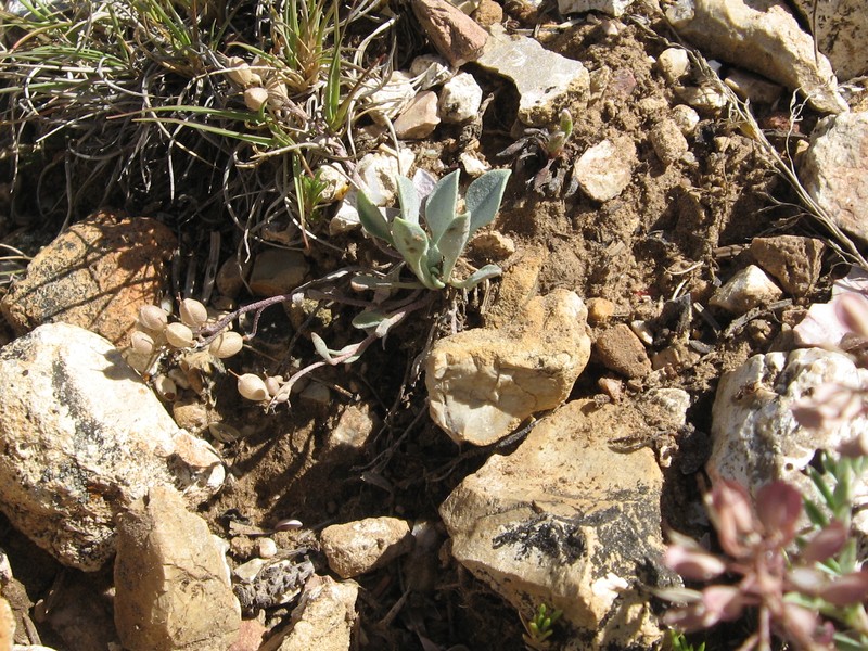 Kaibab Bladderpod