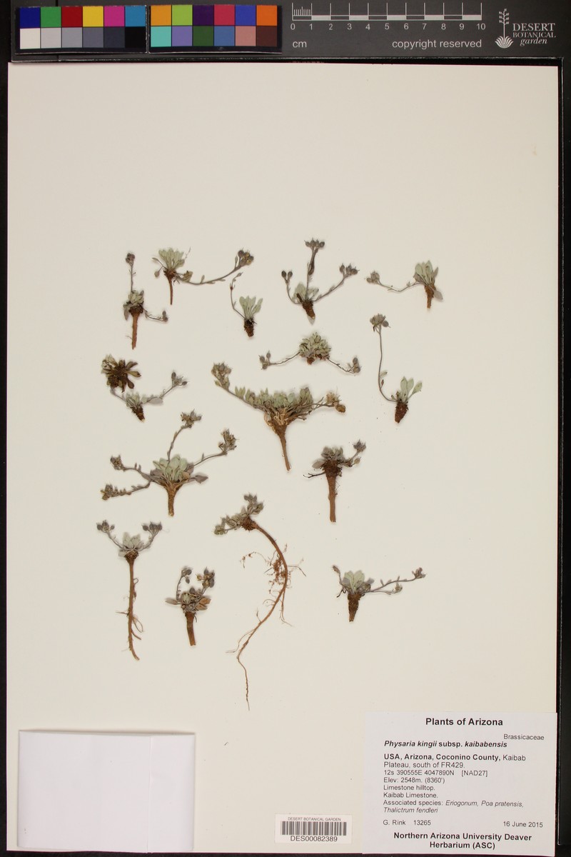 Kaibab Bladderpod photo 2