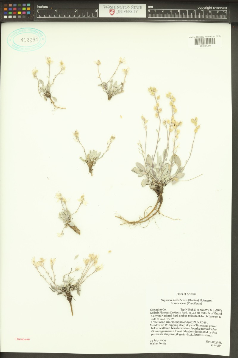 Kaibab Bladderpod photo 3