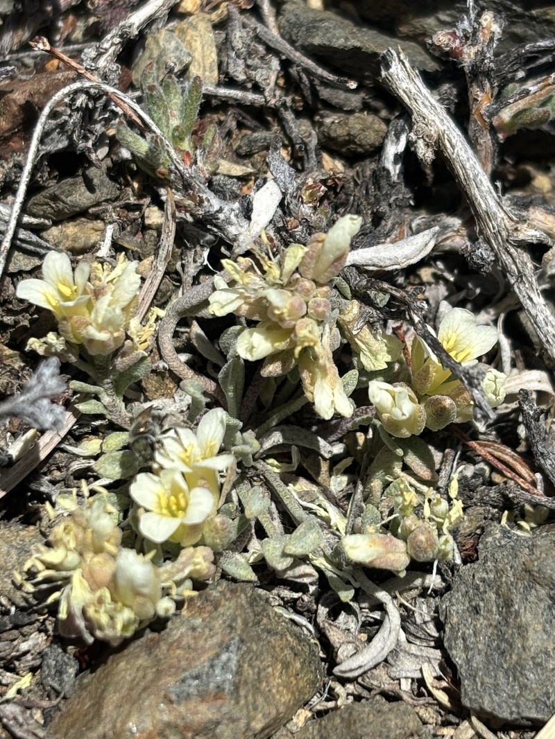 King Bladderpod