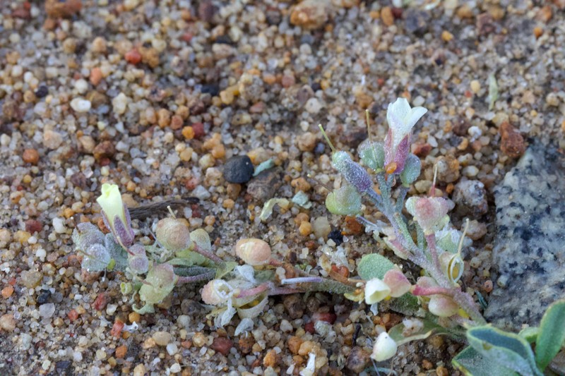 King Bladderpod photo 2
