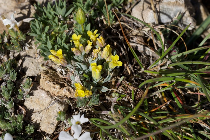 King Bladderpod photo 3