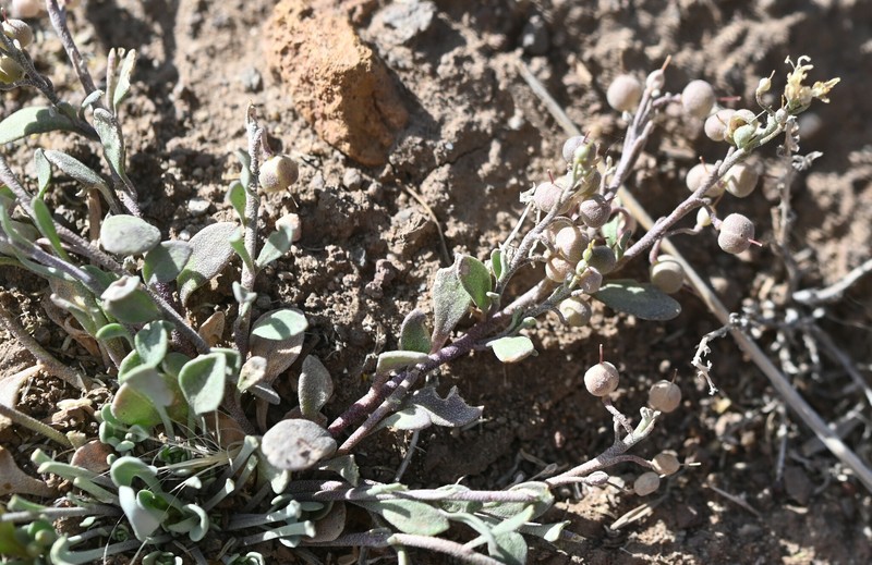 King Bladderpod photo 4