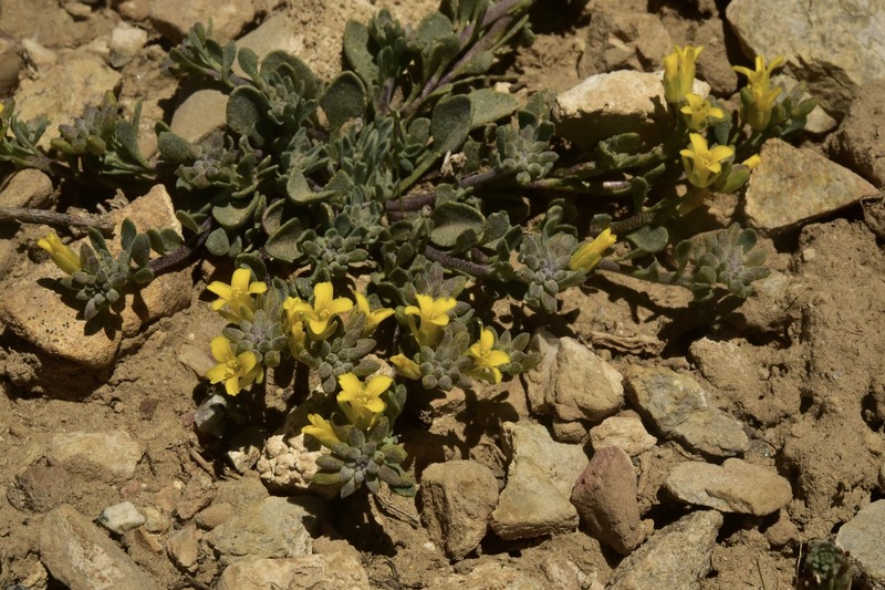 King Bladderpod photo 5