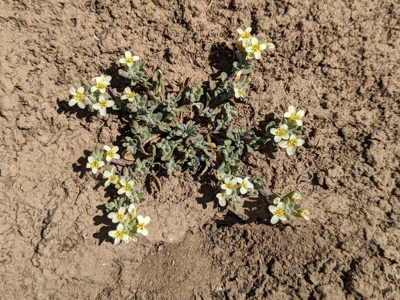 King Bladderpod photo 6