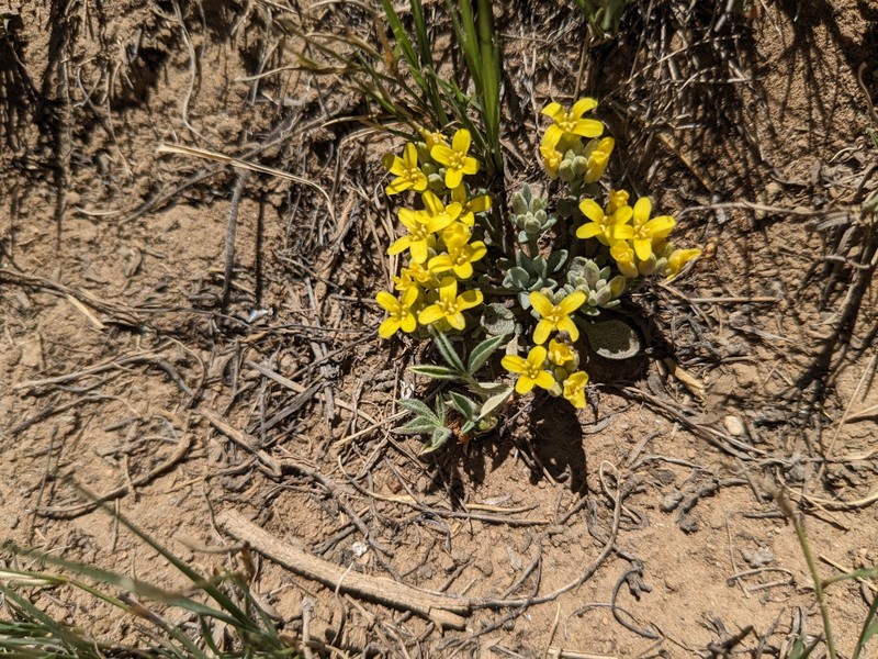 King Bladderpod photo 7