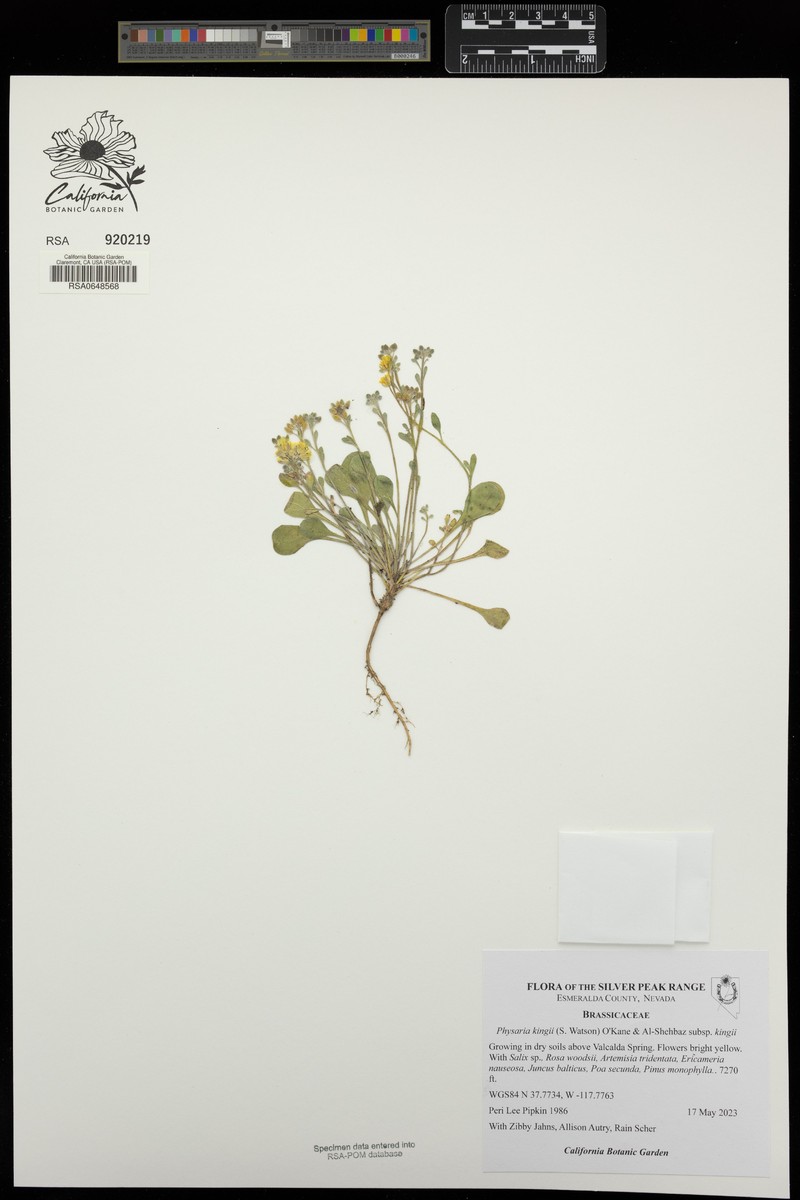 King Bladderpod photo 8