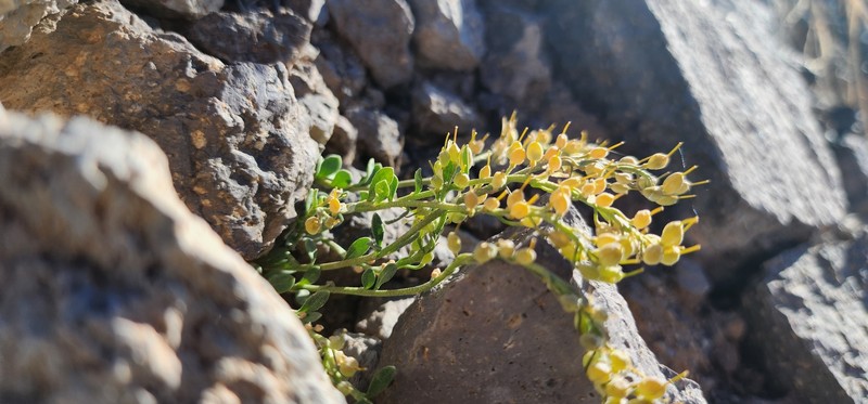Ward's Bladderpod