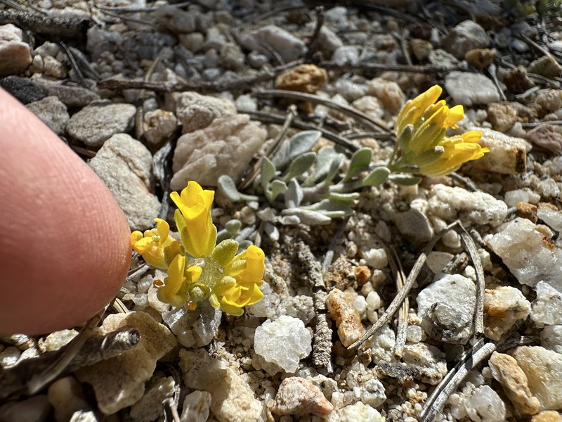 Ward's Bladderpod photo 2